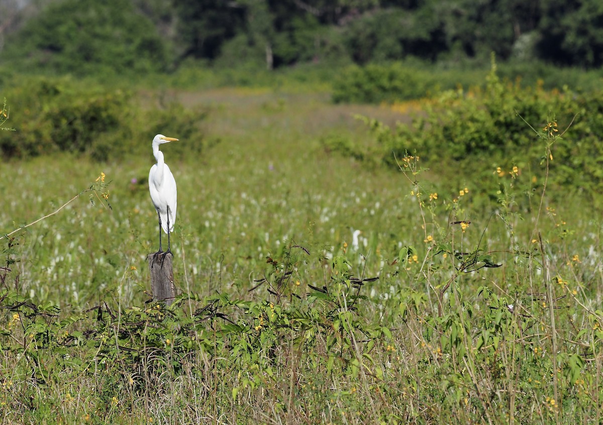 Snowy Egret - ML643430683