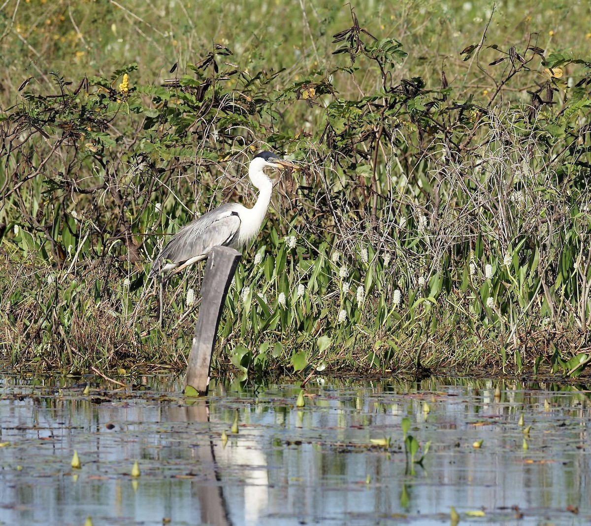 Cocoi Heron - ML643430685