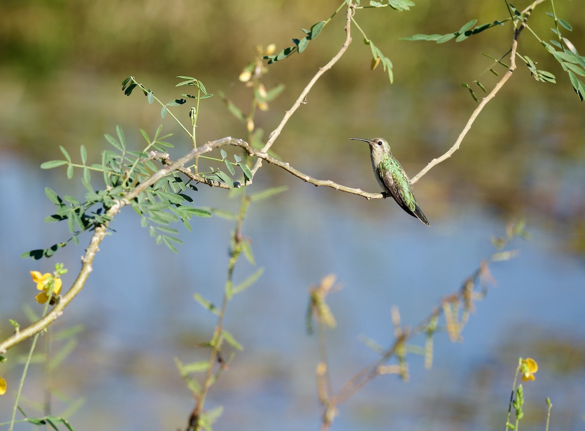 White-tailed Goldenthroat - ML643430686