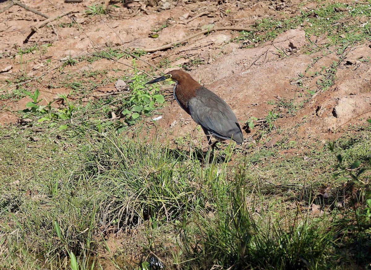 Rufescent Tiger-Heron - ML643430687