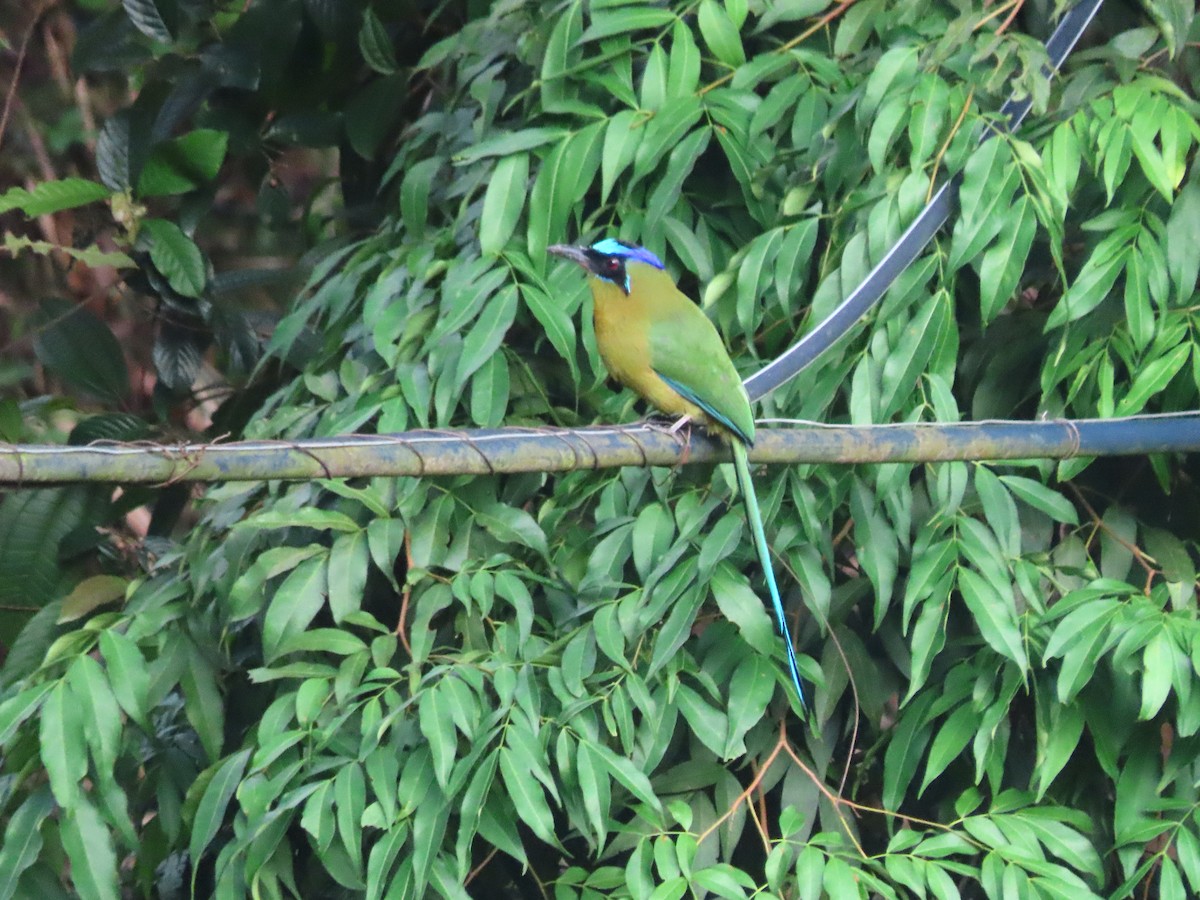 Amazonian Motmot - ML643430689