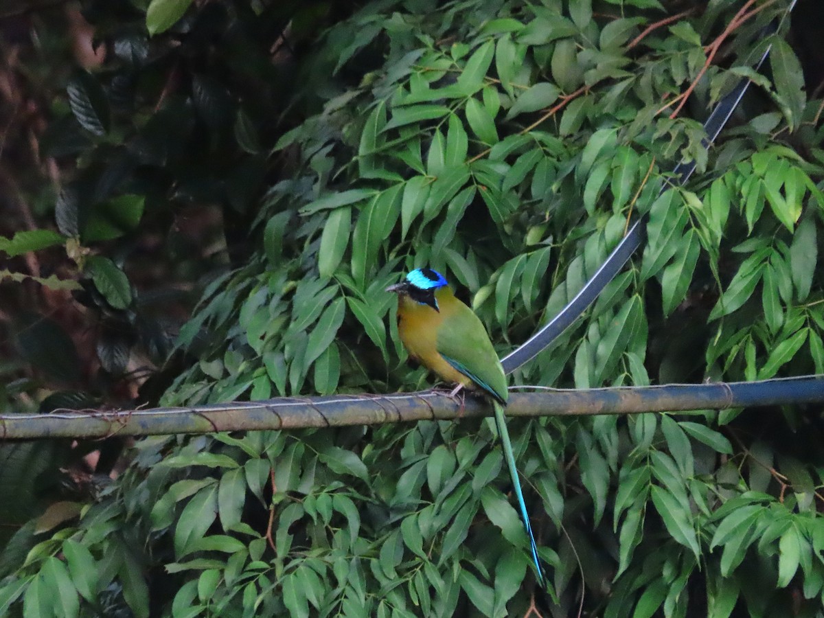 Amazonian Motmot - ML643430690
