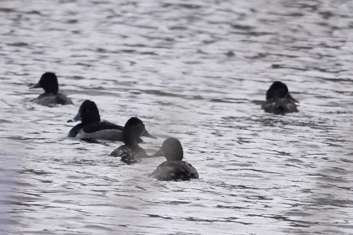 Ring-necked Duck - ML643430691