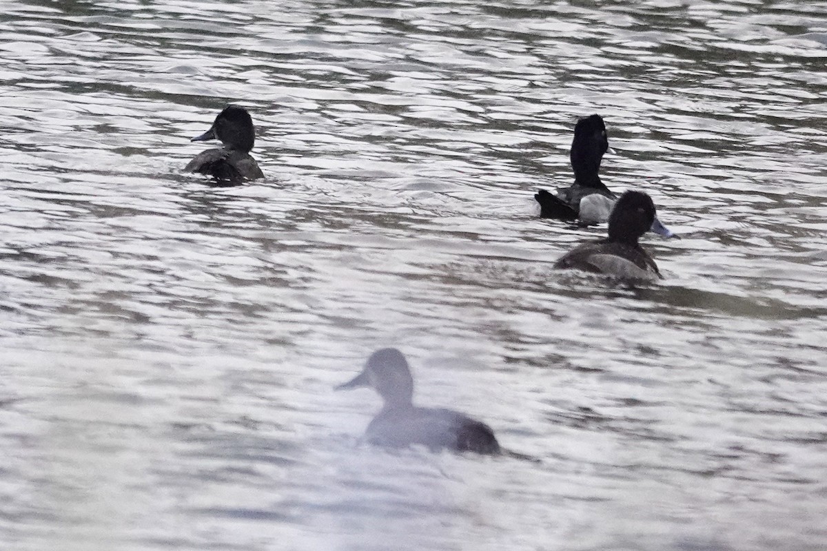Ring-necked Duck - ML643430694