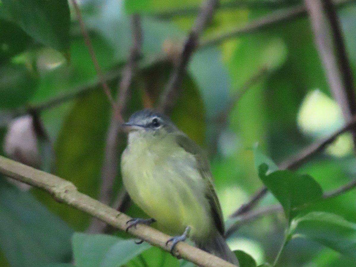 Yellow-olive Flatbill - ML643430697