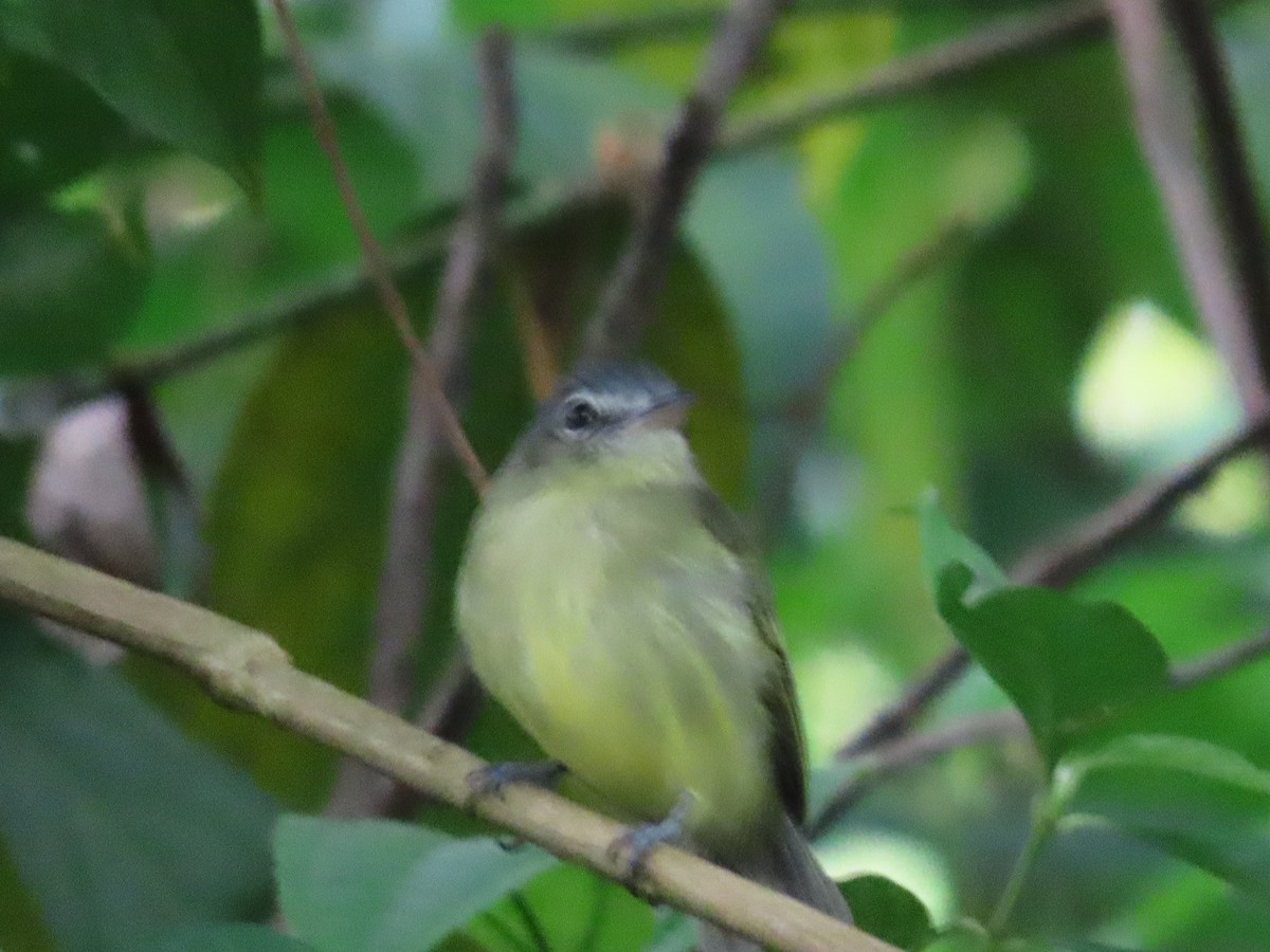 Yellow-olive Flatbill - ML643430698