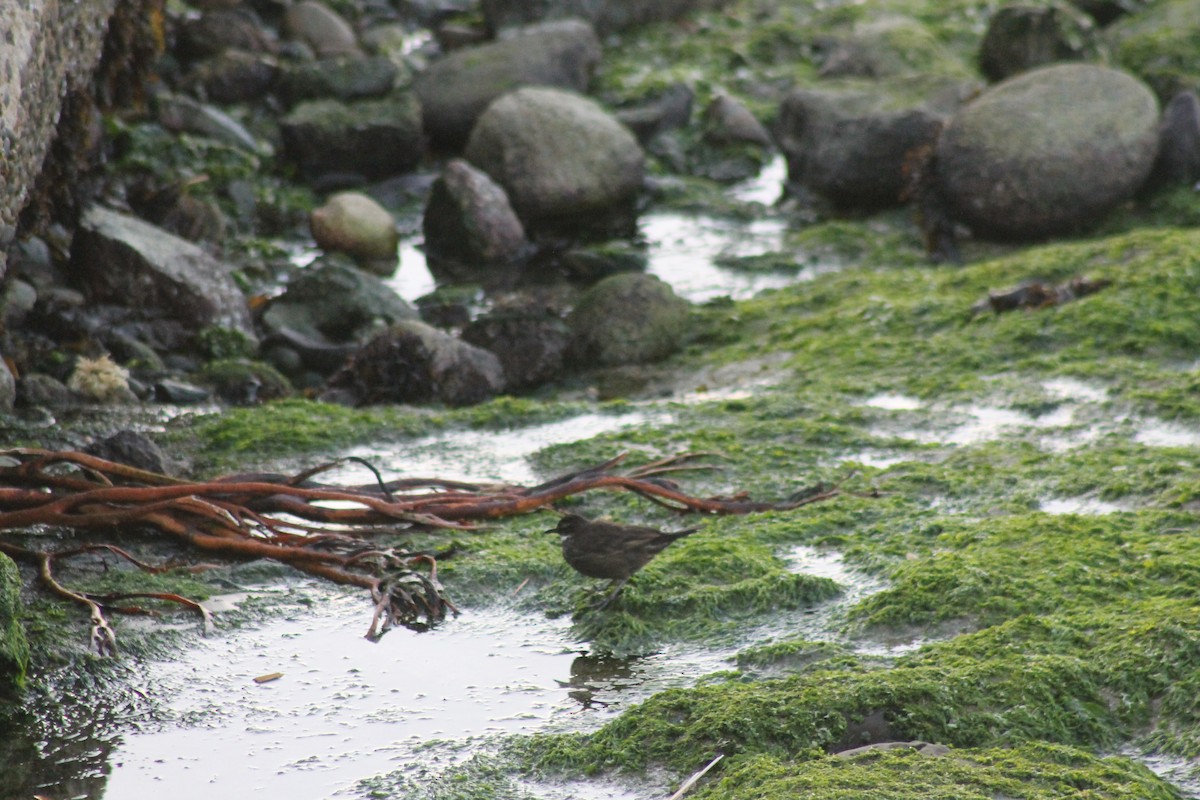 Seaside Cinclodes - ML643430699