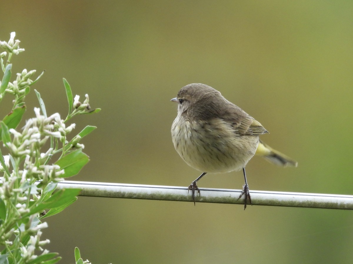 Palm Warbler - ML643430721