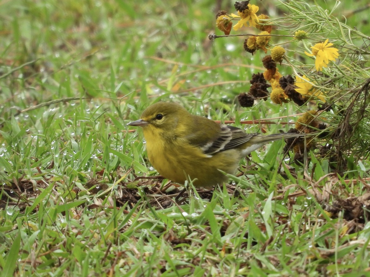 Pine Warbler - ML643430739