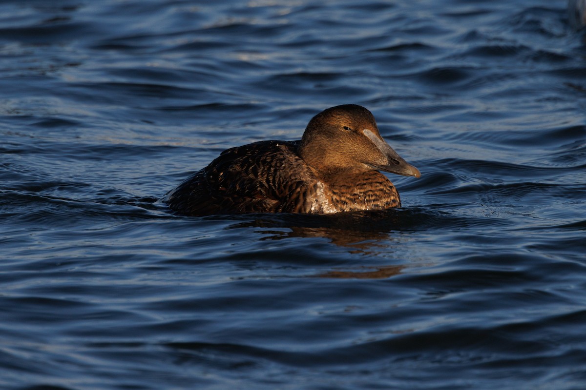 Common Eider (Dresser's) - ML643430740
