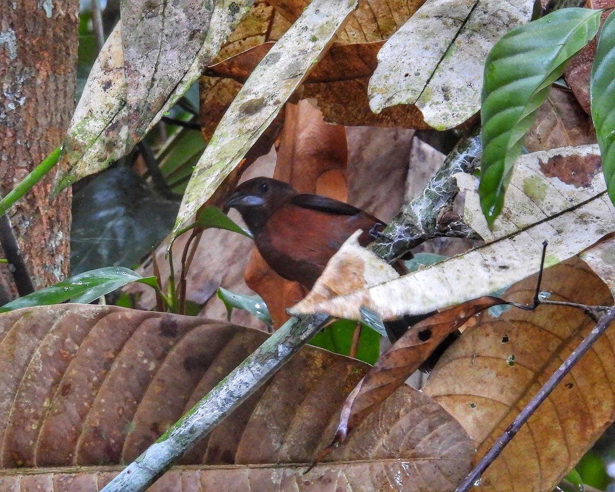 Amazonian Grosbeak - ML643430743