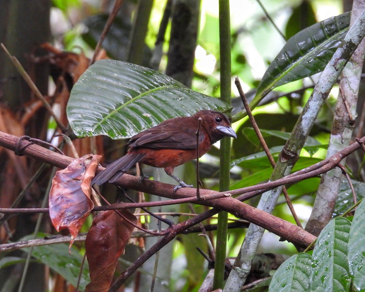 Amazonian Grosbeak - ML643430744