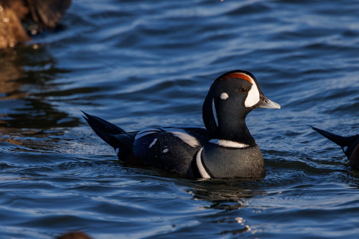 Harlequin Duck - ML643430748