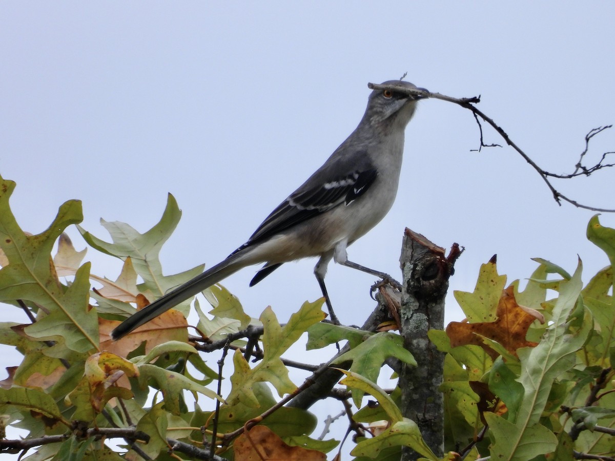 Northern Mockingbird - ML643430753