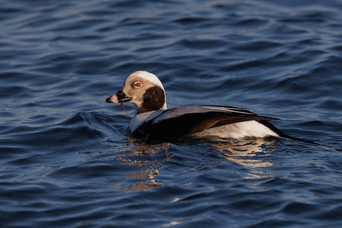 Long-tailed Duck - ML643430754