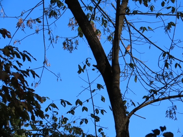 Eastern Bluebird - ML643430763