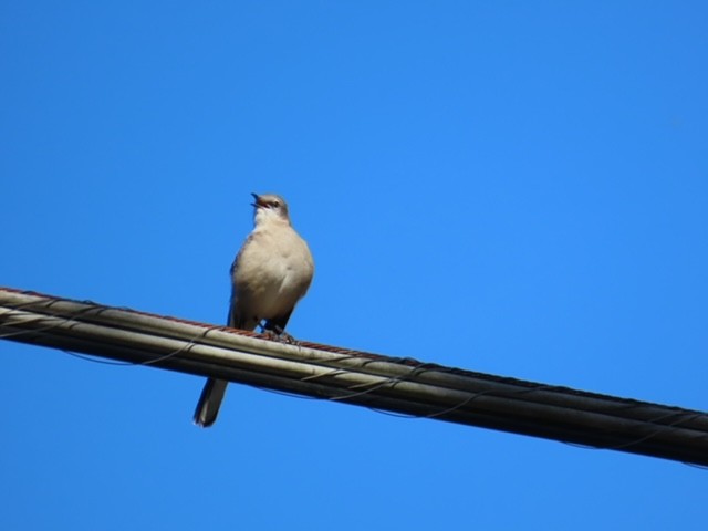 Northern Mockingbird - ML643430775