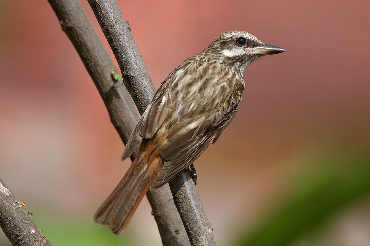 Sulphur-bellied Flycatcher - ML643430777