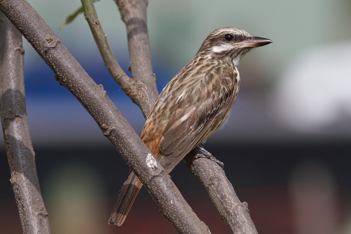 Sulphur-bellied Flycatcher - ML643430778