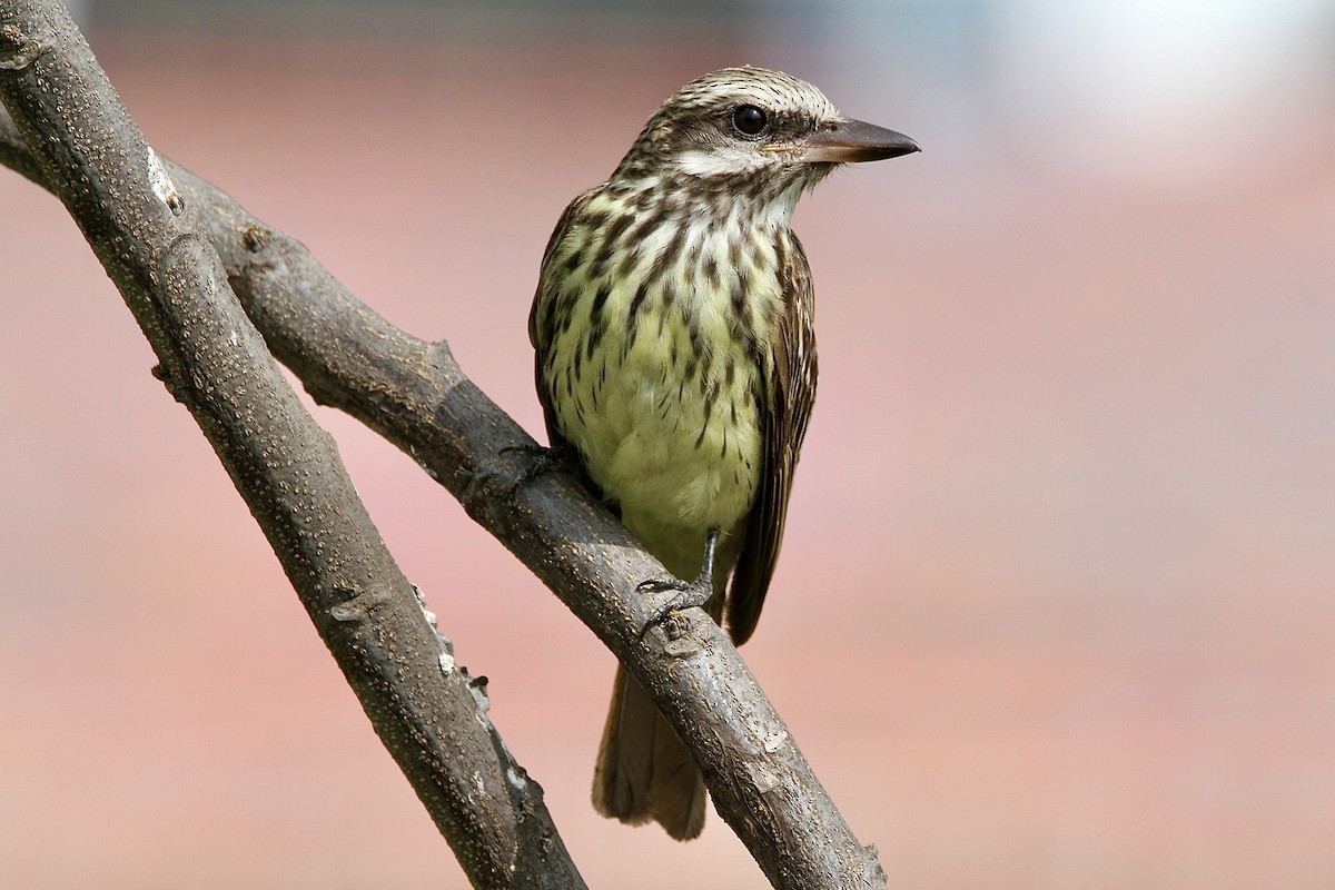 Sulphur-bellied Flycatcher - ML643430779