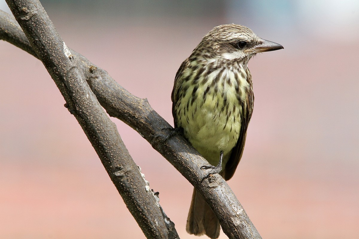 Sulphur-bellied Flycatcher - ML643430780