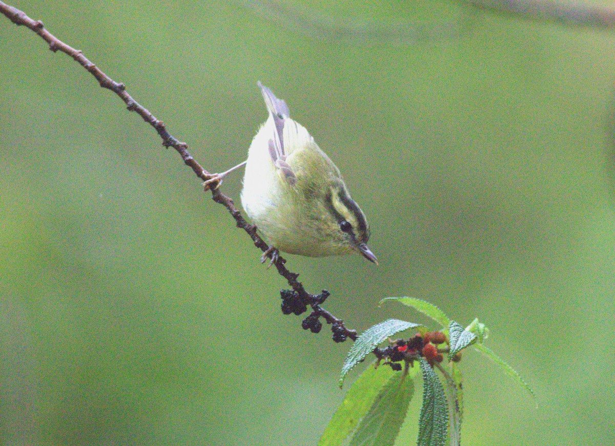 Mountain Leaf Warbler - ML643430781