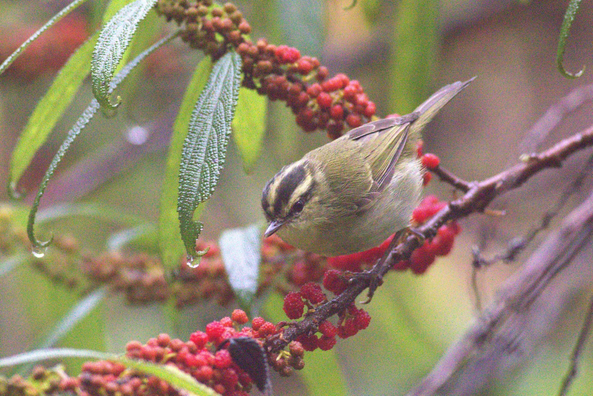 Mountain Leaf Warbler - ML643430782