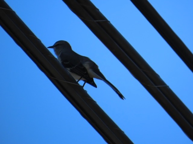 Northern Mockingbird - ML643430789