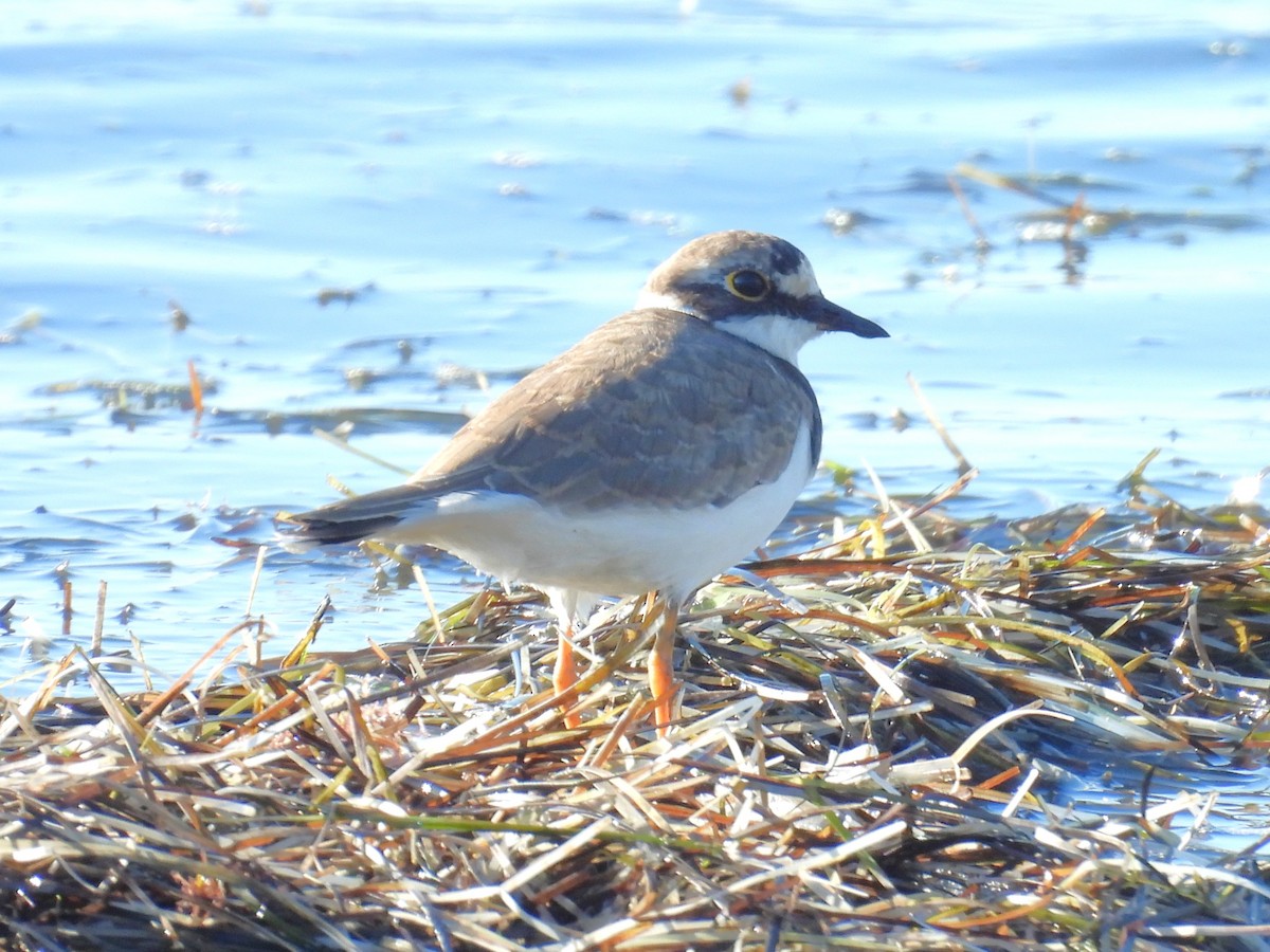 Little Ringed Plover - ML643430790