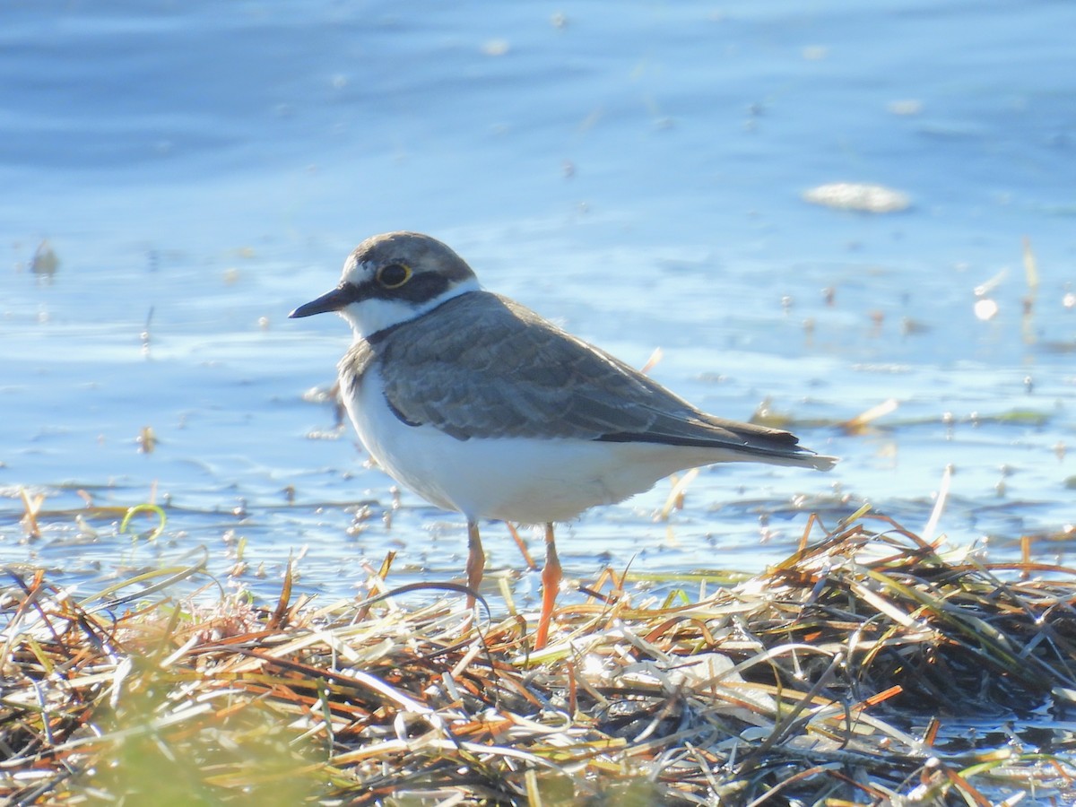 Little Ringed Plover - ML643430791