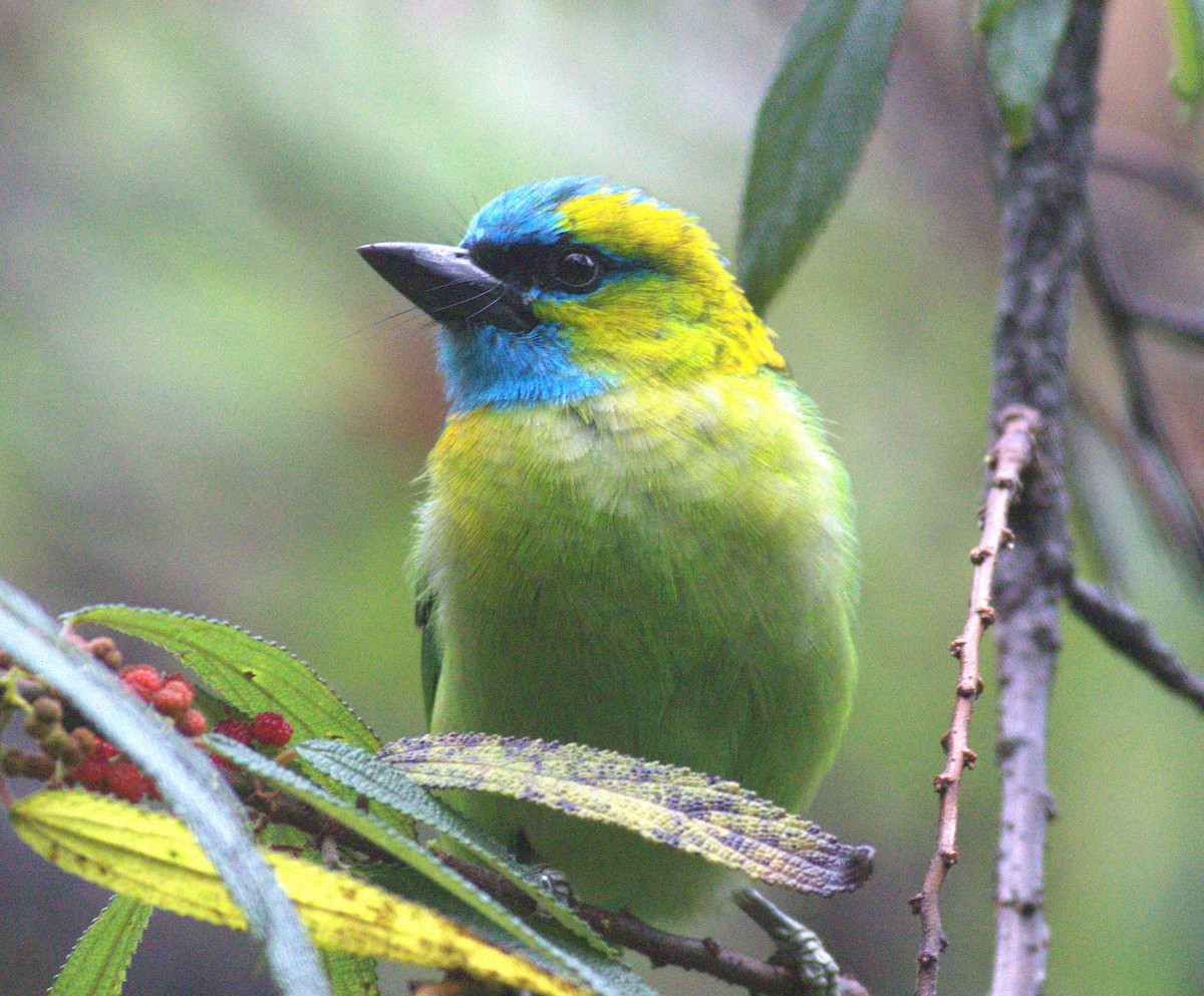 Golden-naped Barbet - ML643430793
