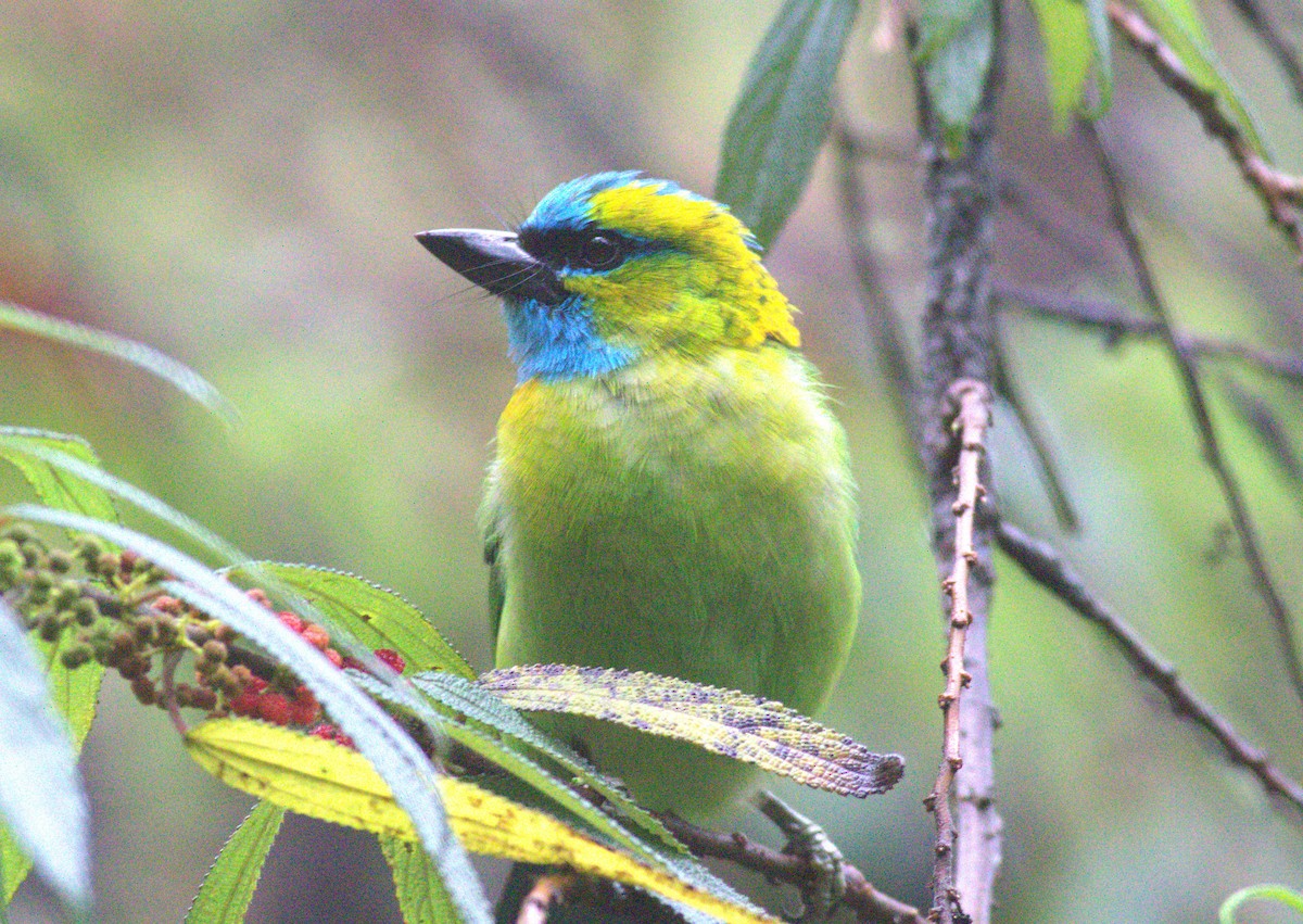 Golden-naped Barbet - ML643430794