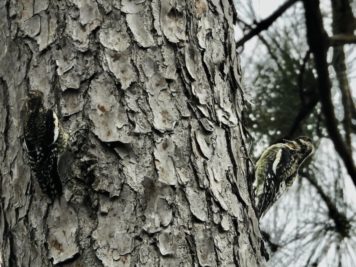 Yellow-bellied Sapsucker - ML643430795