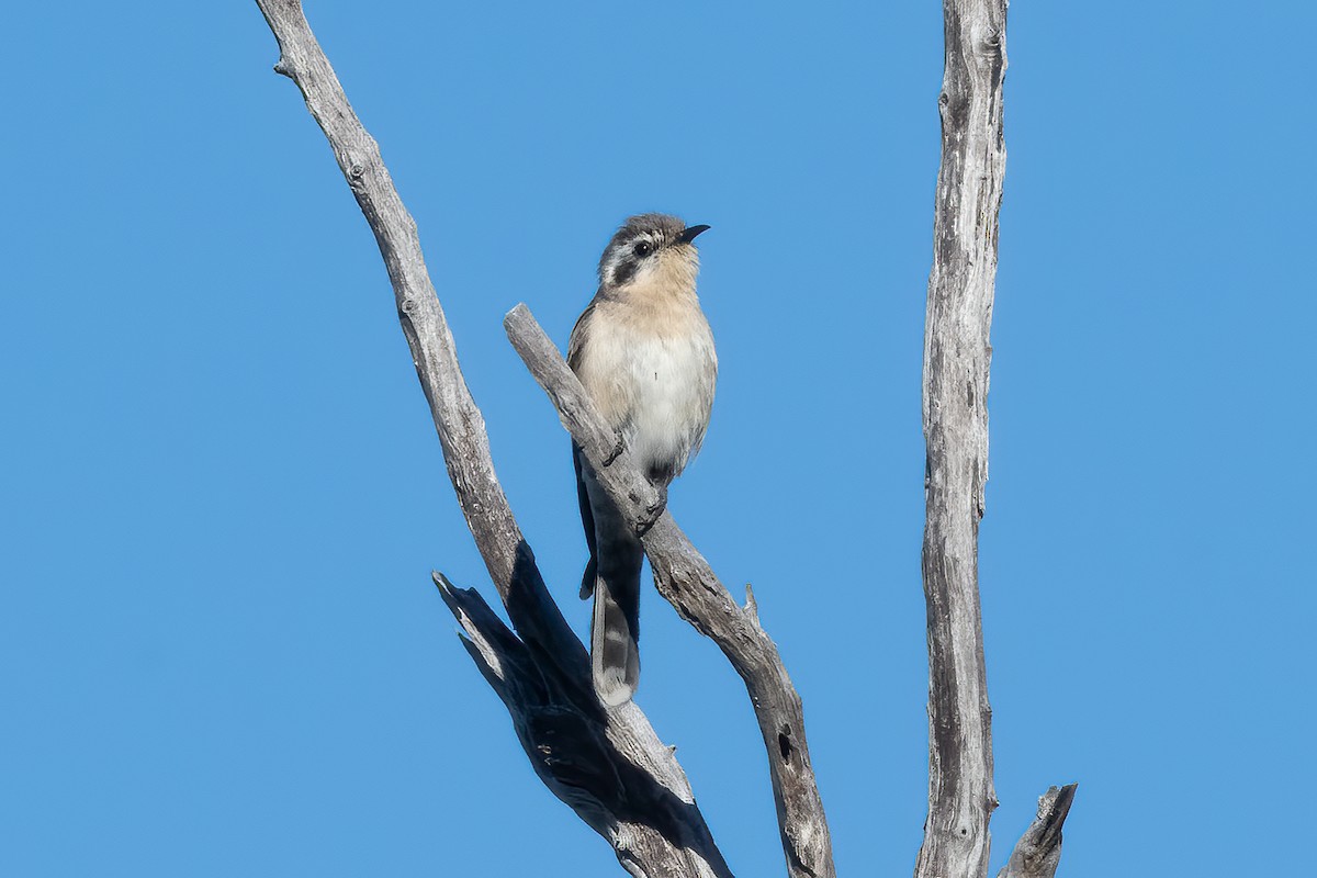 Black-eared Cuckoo - ML643430800