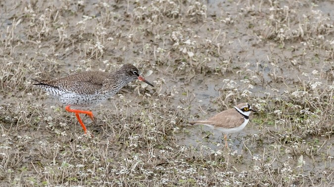 Little Ringed Plover - ML643430812