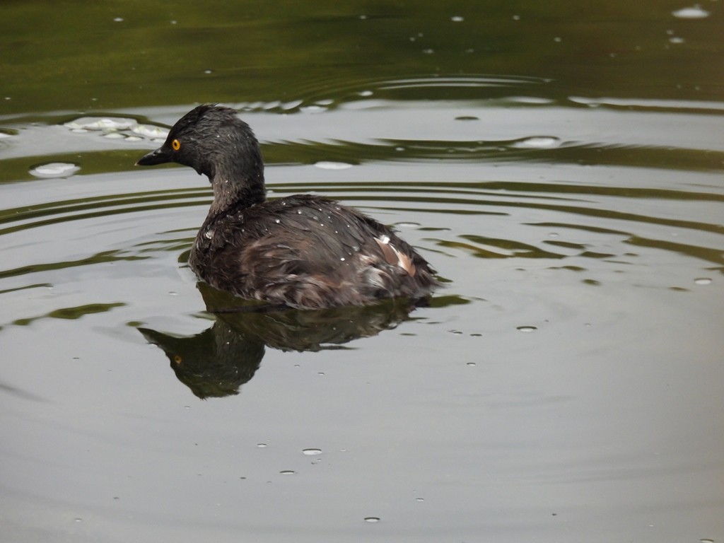 Least Grebe - ML643430820