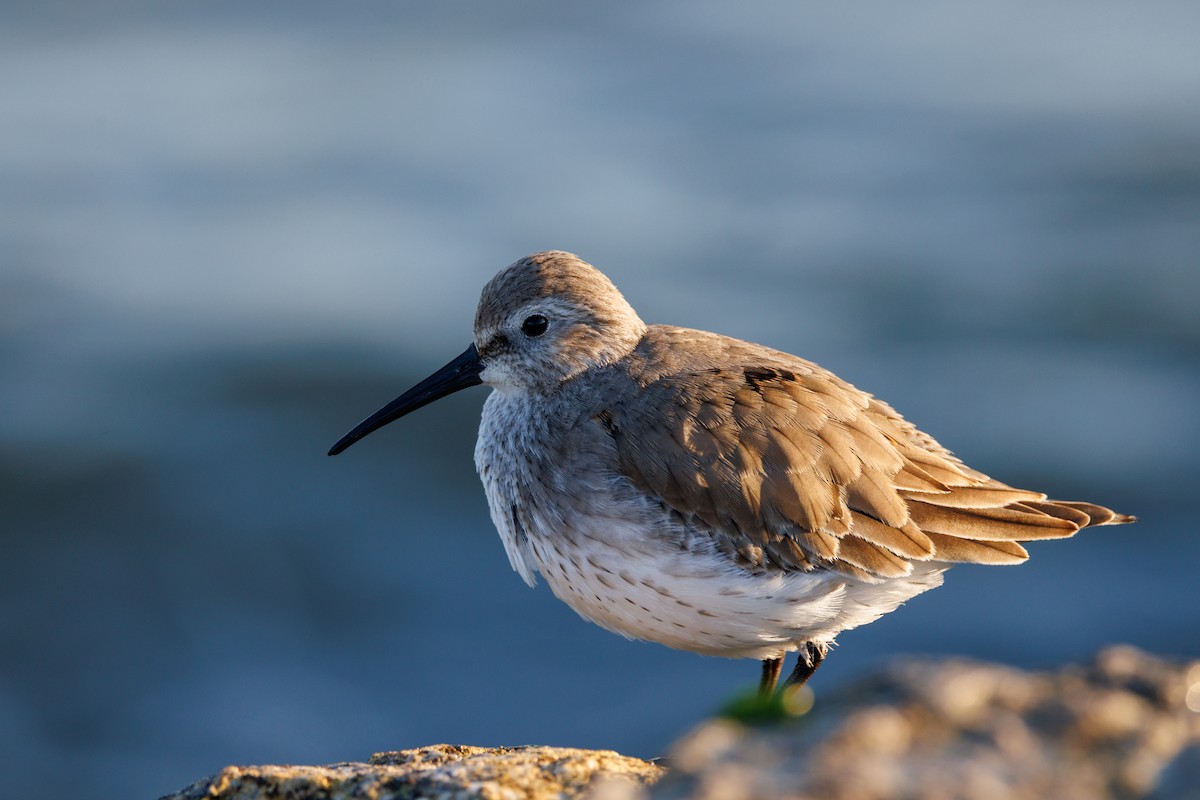 Dunlin - ML643430821