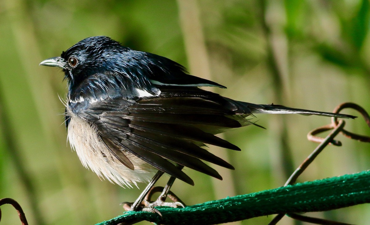 Oriental Magpie-Robin - ML643430843
