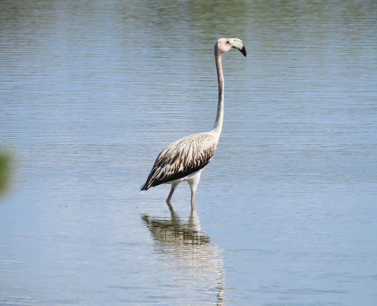 American Flamingo - ML643430847