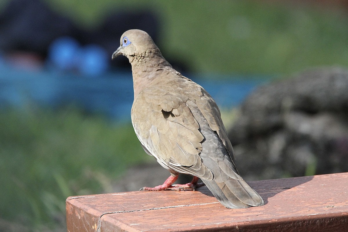 West Peruvian Dove - ML643430851