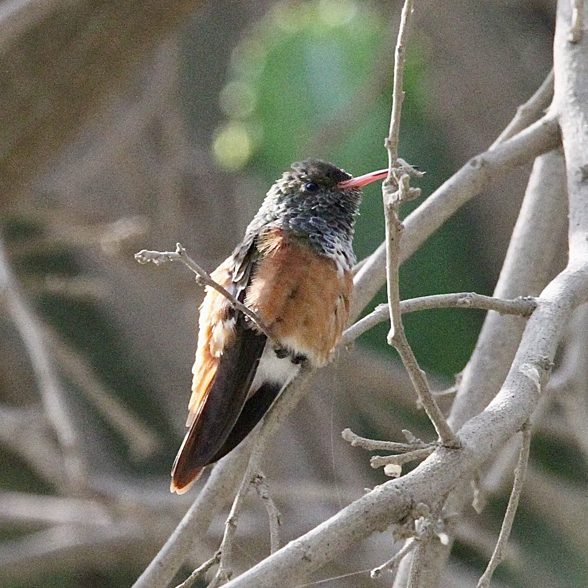 Amazilia Hummingbird - ML643430863