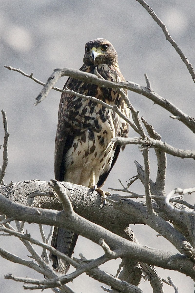 Harris's Hawk - ML643430870
