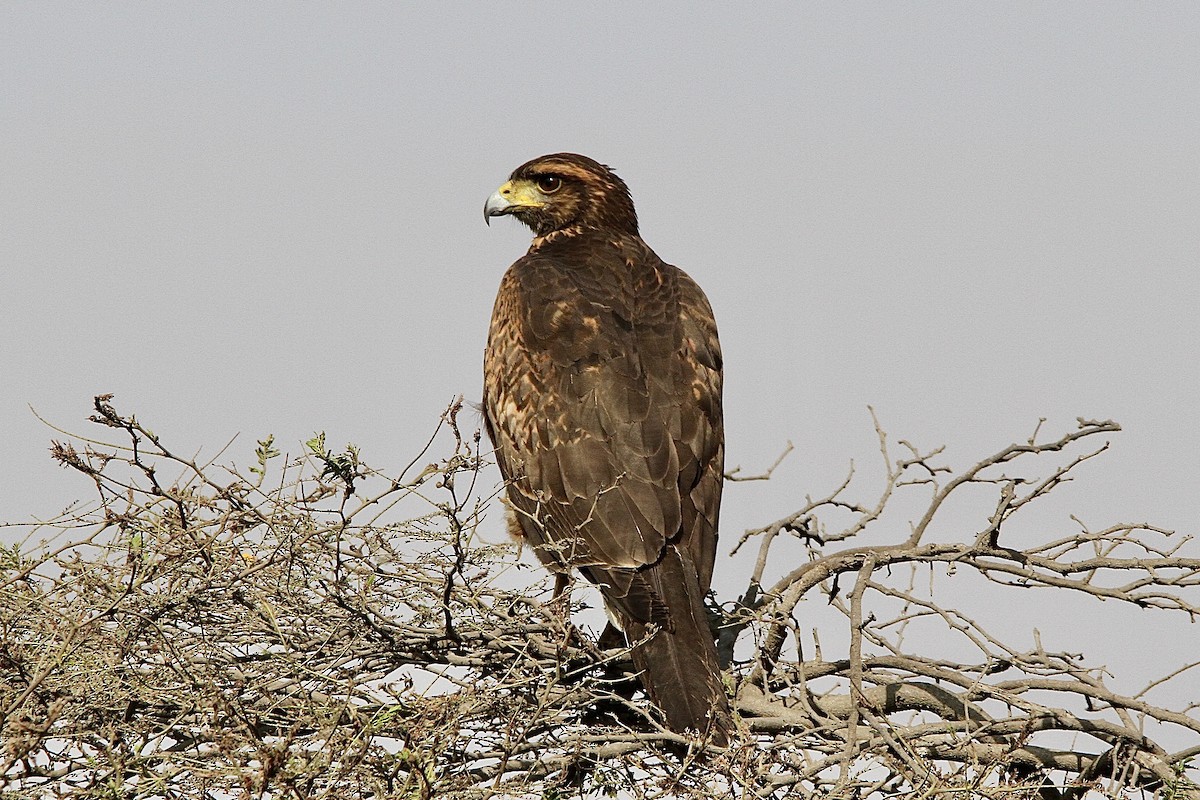 Harris's Hawk - ML643430871