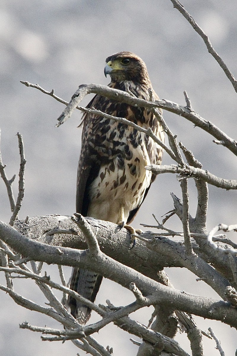 Harris's Hawk - ML643430872