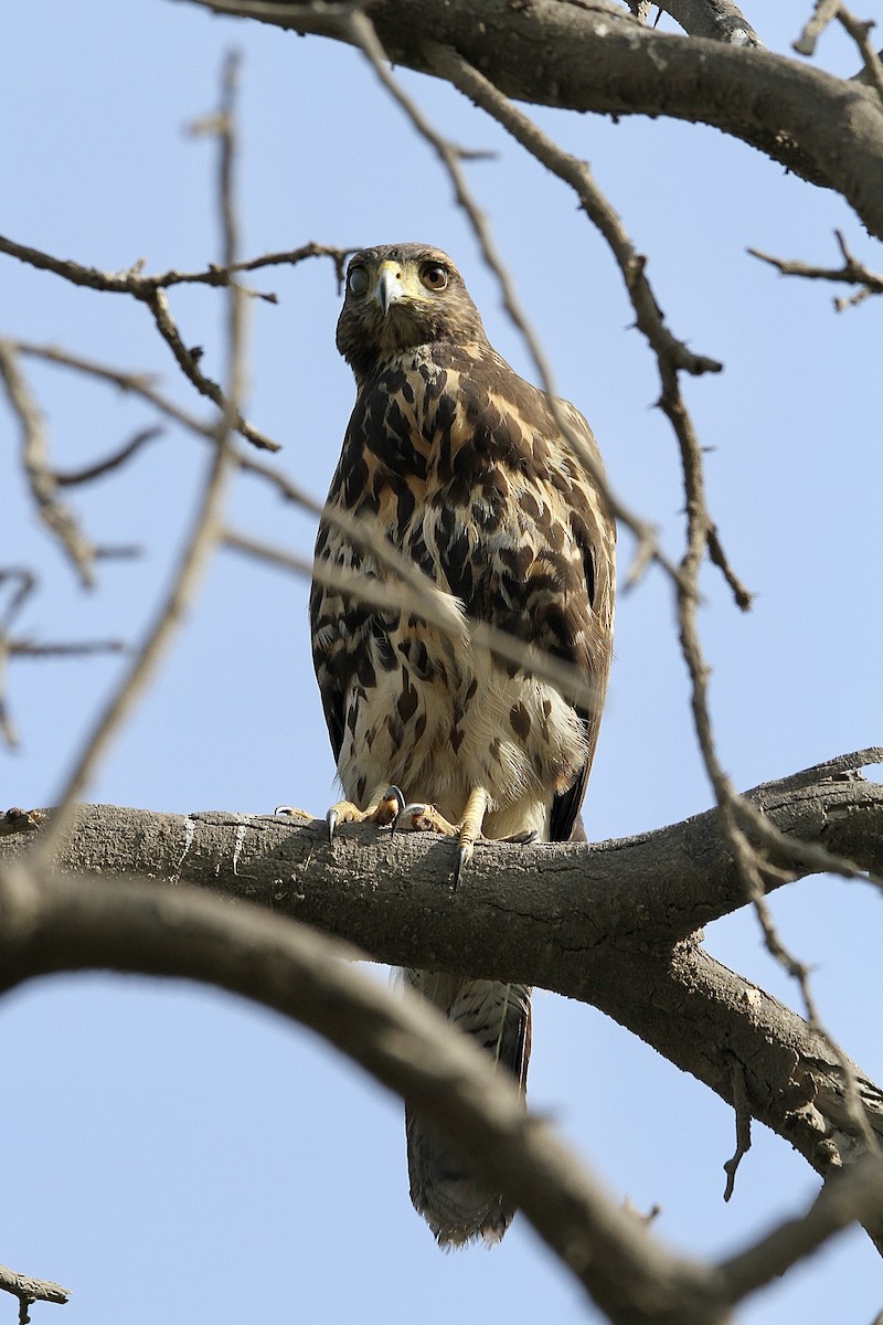 Harris's Hawk - ML643430873
