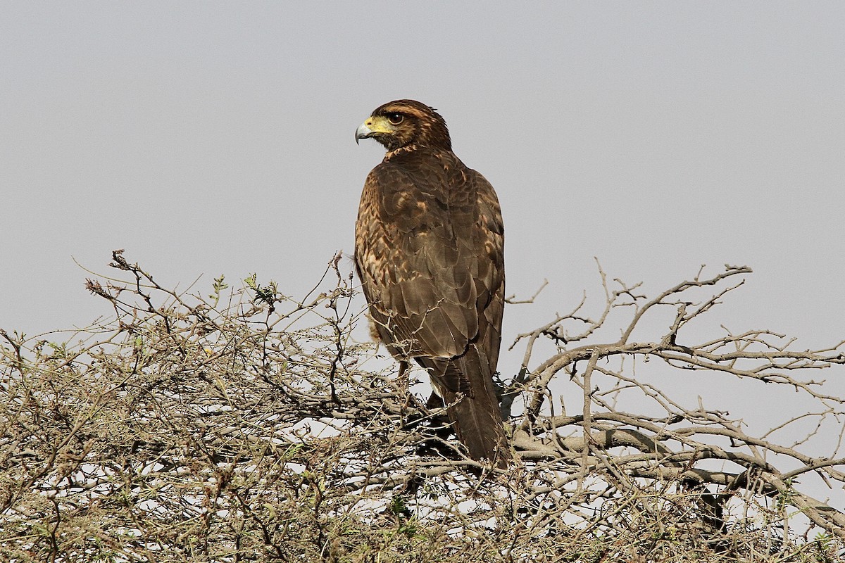 Harris's Hawk - ML643430874