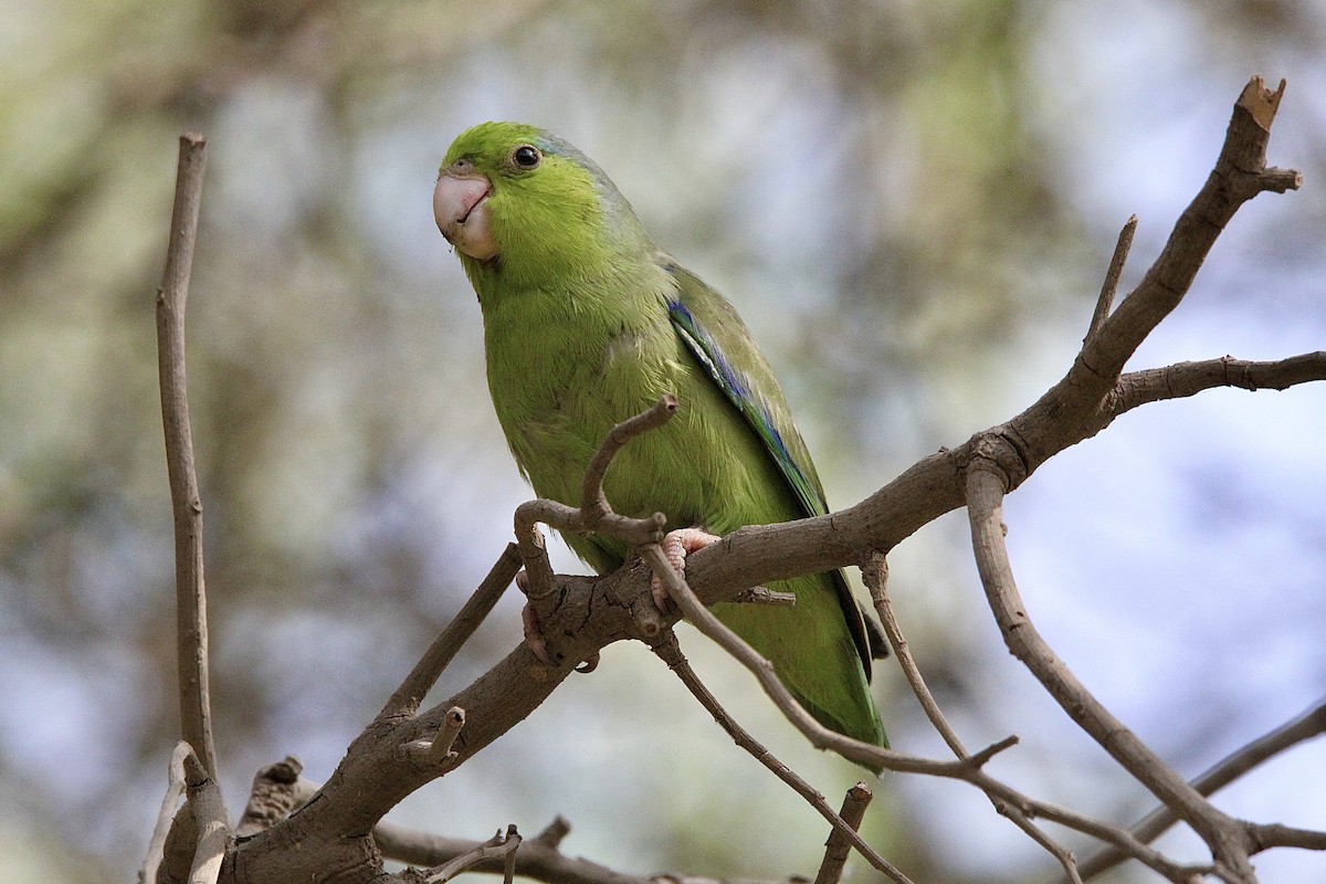 Pacific Parrotlet - ML643430881