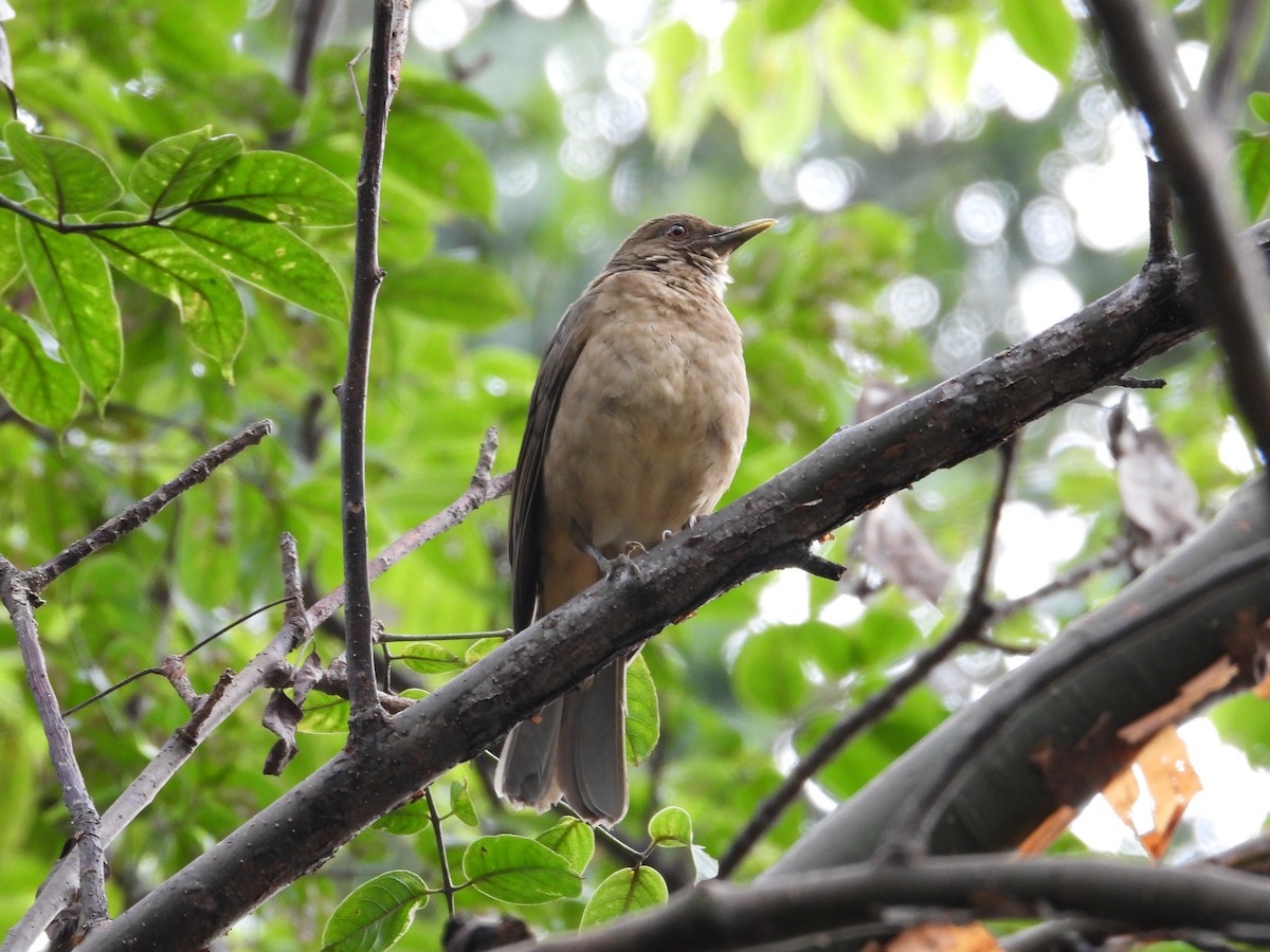 Clay-colored Thrush - ML643430893