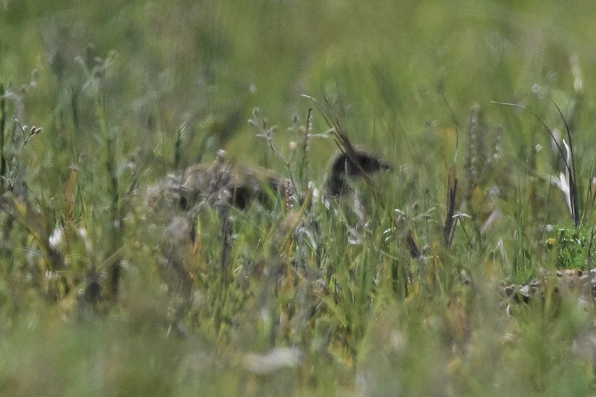 Spotted Nothura - ML643430894
