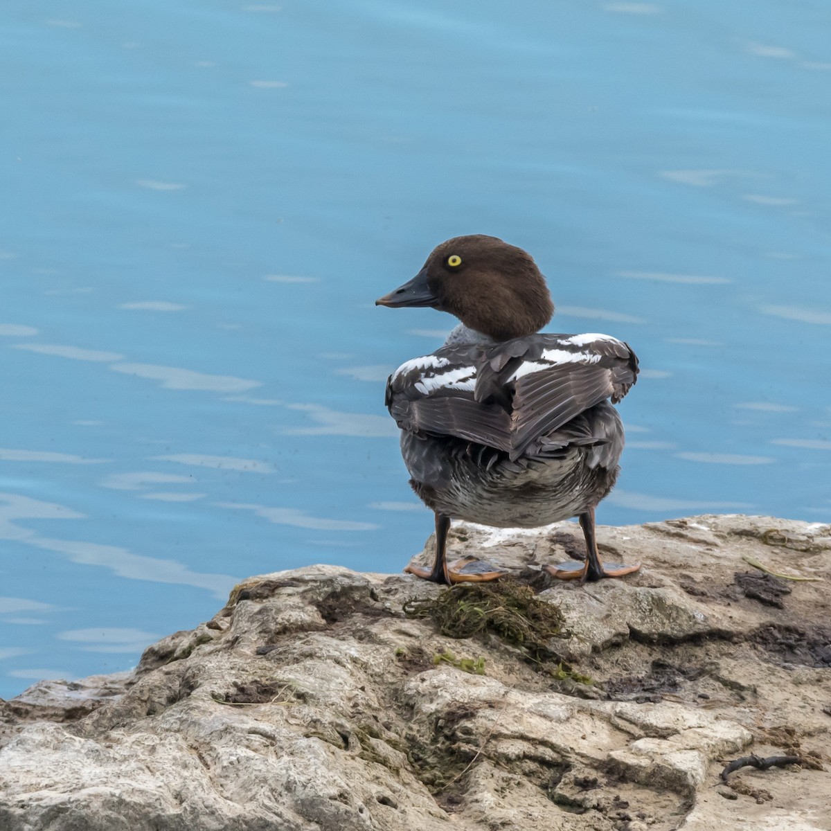 Common Goldeneye - ML643430897